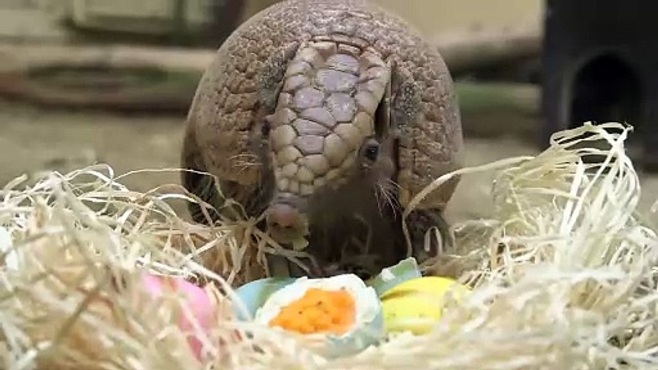 Osternest für Kugelgürteltier im Schönbrunner Tiergarten
