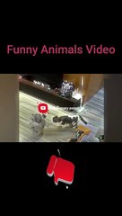 The Funniest Fails and Bloopers (Try Not to Laugh Challenge) part-47