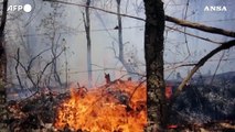 Incendi in Messico, a fuoco una piantagione di avocado