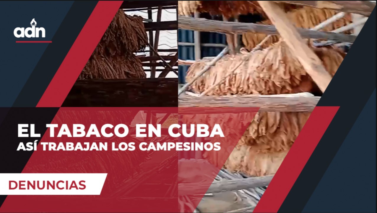 El tabaco en Cuba. Así trabajan los campesinos