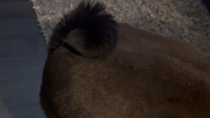 'One Windy Pug!' - Doggo transforms into a 'fart-cushion' after eating beef