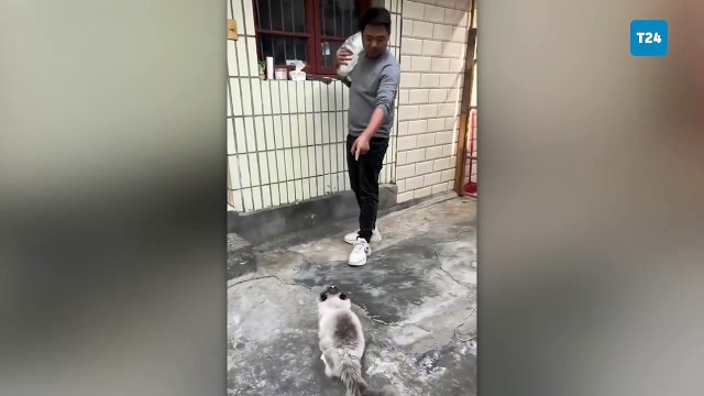 Sahibi başka kediyi kucağına alınca kıskançlık krizine girdi