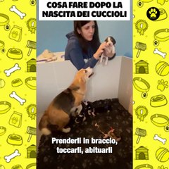 Cosa fare dopo la nascita dei cuccioli