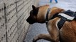Pénurie de chiens renifleurs, la France fait appel à des renforts étrangers