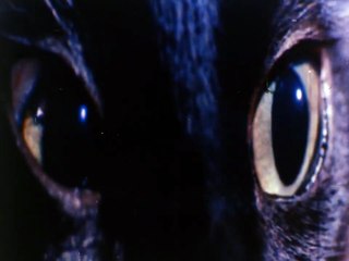 Le Chat noir Bande-annonce (EN)