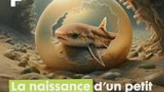 Biologie marine : la naissance d'un petit bébé roussette (requin) !