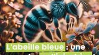 Un saphir dans la nature : l'abeille solitaire bleue à bande blanche, une superbe pollinisatrice !