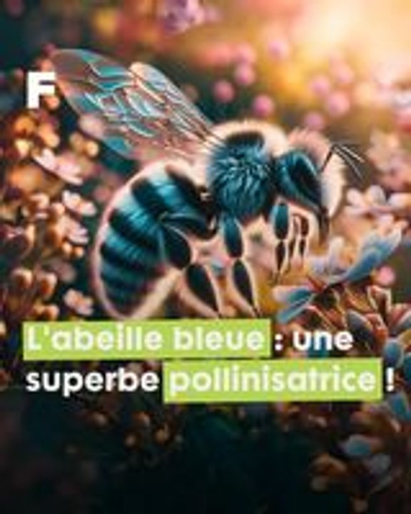 Un saphir dans la nature : l'abeille solitaire bleue à bande blanche, une superbe pollinisatrice !
