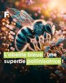 Un saphir dans la nature : l'abeille solitaire bleue à bande blanche, une superbe pollinisatrice !