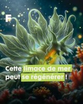 Cette limace de mer est une spécialiste de la régénération et de la photosynthèse !