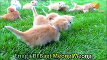 ANAK KUCING MEONG MEONG Lagu Anak-Anak Kompilasi Kucing Lucu/CAT MEOW MEOW Children's Songs Funny Cats Compilation