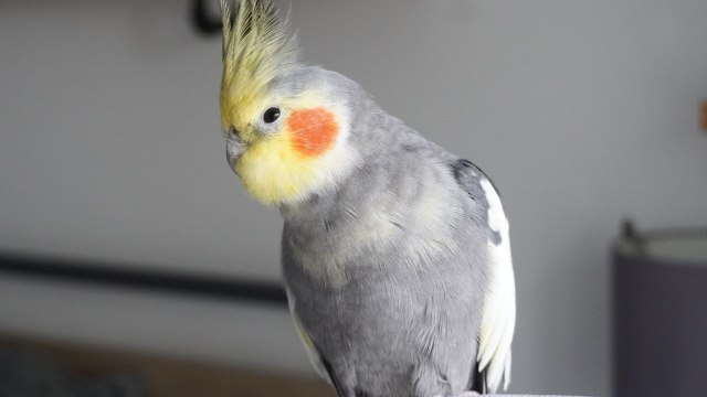 Cockatiel belts out favourite tunes including funk classic 'September