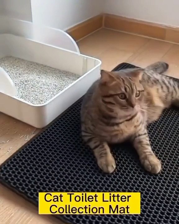 cat singing