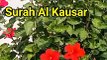 Surah Al Kauser | Surat ul Kouser | learn quran | Tilawat quran pak beautiful voice