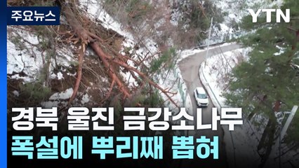 폭설에 무더기로 쓰러진 금강소나무...원인은 기후 스트레스? / YTN