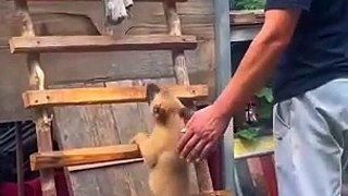 trending animal funny video