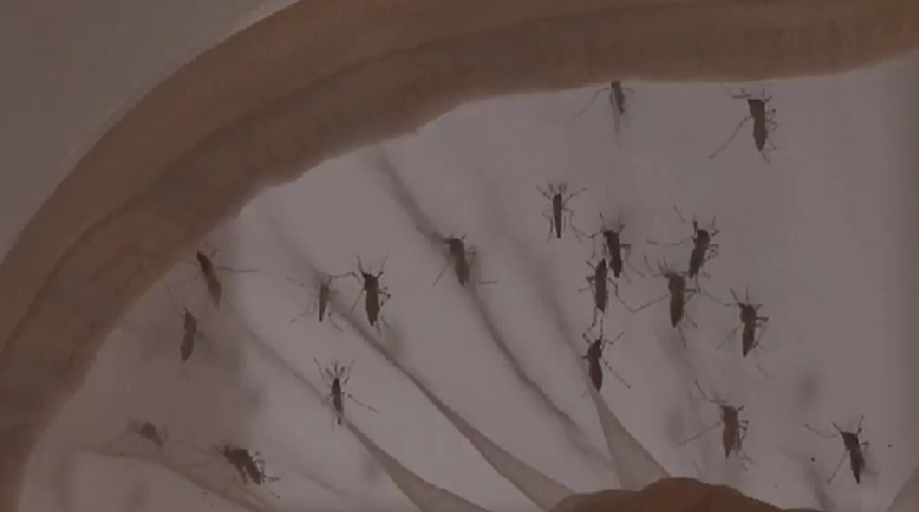 Siguen en aumento los casos de dengue en Antioquia: Medellín registra más de 390 casos