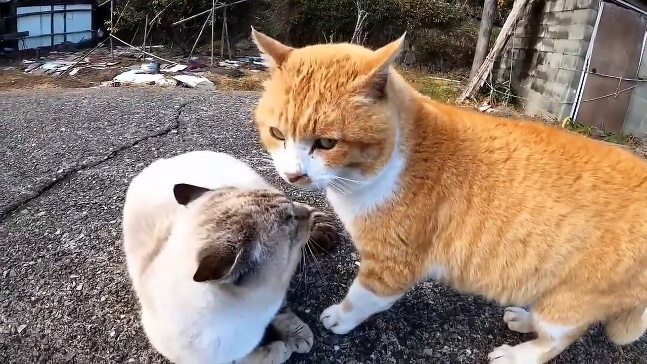 duel kucing
