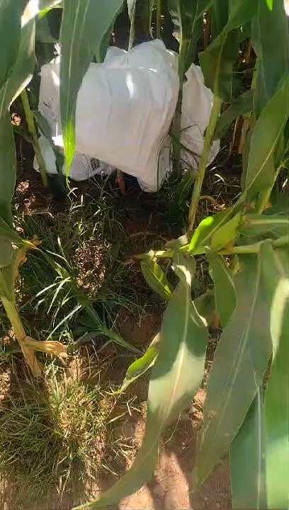 Onze filhotes de cachorro são abandonados dentro de saco entre Goioerê e Rancho Alegre