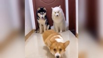 Dog learns to walk like a model, so similar！