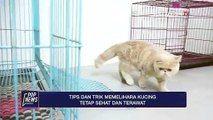 Tips Dan Trik Memelihara Kucing Tetap Sehat Dan Terawat