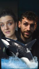 Hier, Inouk est mort dans les bassins de Marineland.