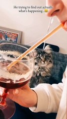 Cat: What's going on here....