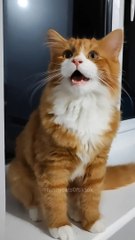 When the cat becomes a singer