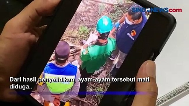 Blower Kandang Padam, Pemilik Buang Ribuan Bangkai Ayam ke Sungai Musi Rawas