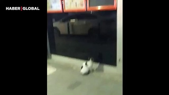 Her gün gittiği market taşınınca önünde oturarak geri gelmelerini bekleyen kedi duygulandırdı