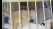 CAGE Match: Kittens settle an ARGUMENT...    Cat videos Cats Meow cat sound purr