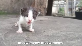 ALARMING Thing Kitten DOES on her LAST Day...  Meow Cat Rescue  Cat Sound Cat videos Cats Purr