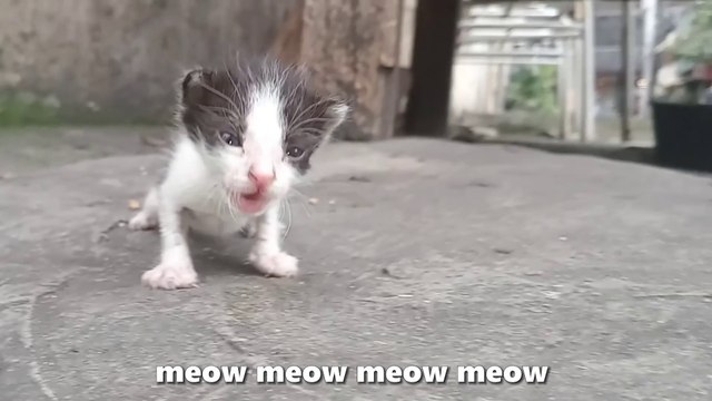 ALARMING Thing Kitten DOES on her LAST Day... Meow Cat Rescue Cat Sound Cat videos Cats Purr