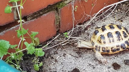 Wander around the back yard