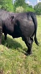 Most Expensive Qurbani Bull In Pakistan