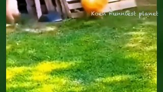 Funny Dogs And Cats Videos 2024  - Best Funniest Animal Videos Of The week #16 2