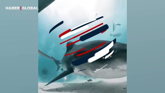 Köpek balığı dalgıcın kamerasını yuttu: Çekim vücut içerisinde devam edince ortaya farklı görüntüler çıktı!