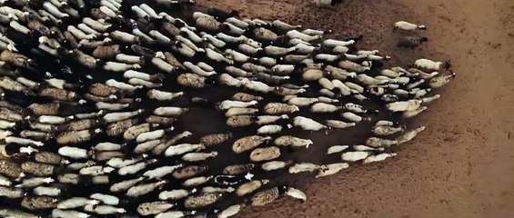 The Goat Life Bande-annonce (EN)