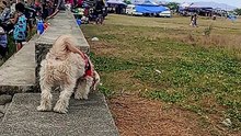 doglover