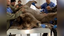 Rescue bear has ‘life-changing’ dental surgery after years in captivity