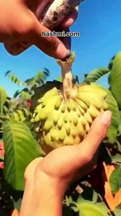 सीताफल खाने के जबरदस्त 4 फायदे Custard Apple benefits