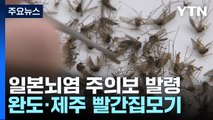 일본뇌염 주의보 발령...완도·제주서 빨간집모기 확인 / YTN