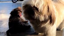 baby dog