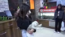 Annesi ölen kuzu lokantanın maskotu oldu