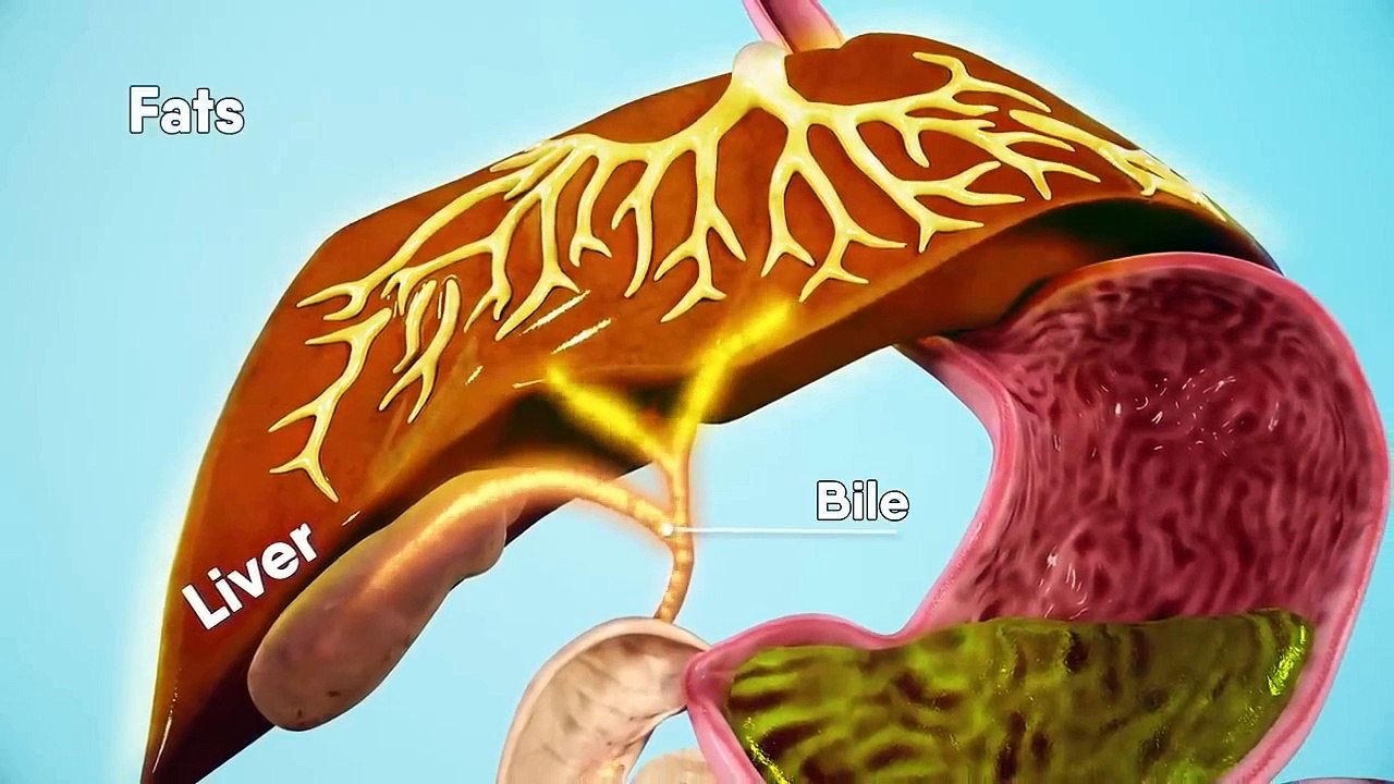 How does your body turns food into the poop_ Human digestive system