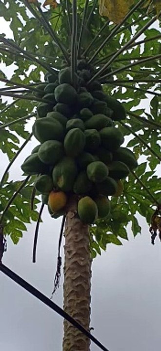 fruitfull papaya