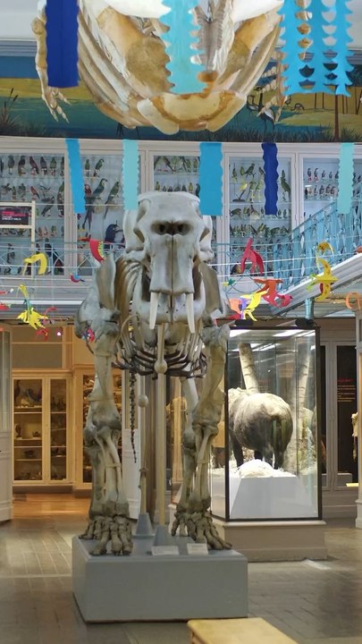 C’est la fin du musée d’histoire naturelle 
