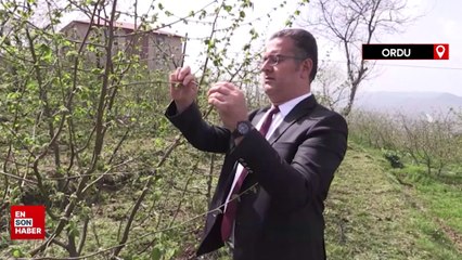 Fındıkta modern bahçeler ürün kalitesini ve üreticinin kazancını artıracak