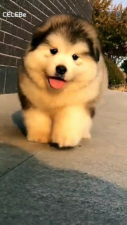 cute