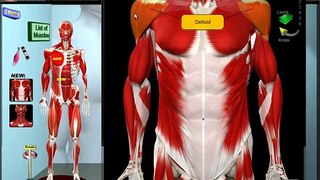 Deltoid Muscles_ Build your Shoulder Muscles _ Muscle Motion_ Anatomy _ Kinesiology(720P_HD)